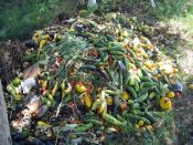 Continuare a sprecare il cibo è immorale